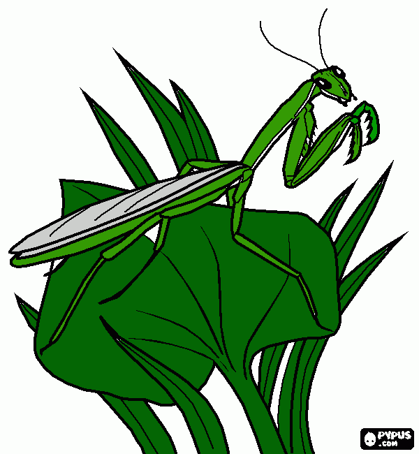 για ζωγραφικήmantis