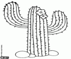 Κάκτος Saguaro