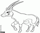 Το Oryx gazella, μια μεγάλη αντιλόπη, Oryx gazella. Ένα από τα είδη της αφρικανική αντιλόπη