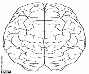 για ζωγραφική Άνω άποψη του ανθρώπινου εγκεφάλου