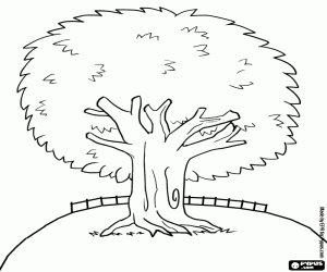 για ζωγραφική Ένα αειθαλές δέντρο