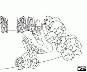 για ζωγραφική Έχει γίνει ένα κύκνο