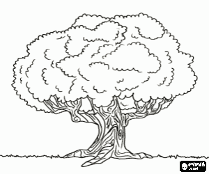 για ζωγραφική Βελανιδιά