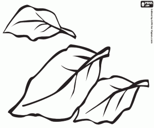 για ζωγραφική Η Δάφνη, αρωματικό φυτό