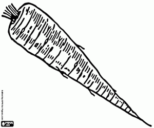 για ζωγραφική Η παστινάκη, ένα βρώσιμα ρίζα