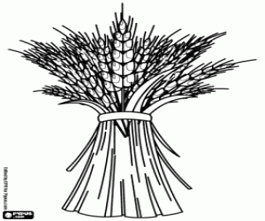 για ζωγραφική Η συγκομιδή των σιτηρών, το σιτάρι