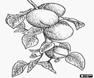 για ζωγραφική Μερικά βερίκοκα στο δέντρο