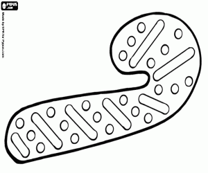 για ζωγραφική Μπισκότο Χριστουγέννων σαν καραμέλα από ζαχαροκάλαμο