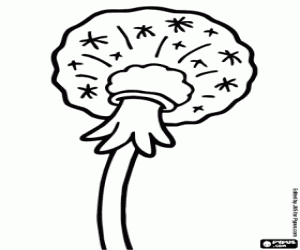 για ζωγραφική Πικραλίδα σπόροι