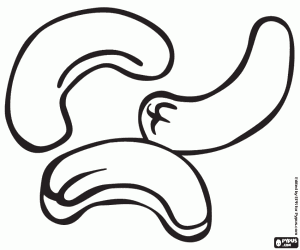 για ζωγραφική Τα καρύδια ανακαρδιοειδών, οι σπόροι