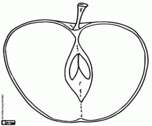 για ζωγραφική Το εσωτερικό ενός Μήλου